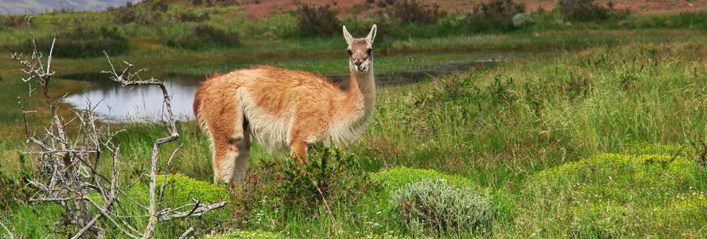 Lama in torres del paine national park, patagonia, chile
